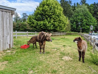 cow and alpaca looking at each other