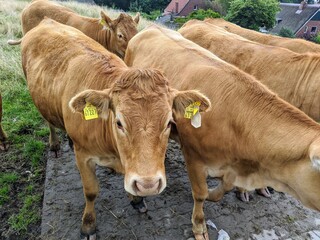 curious brown cows waiting for food