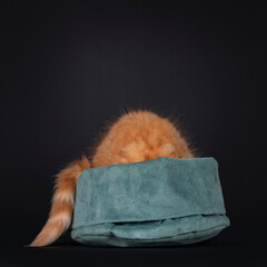 Fototapeta na wymiar Cute red Maine Coon cat kitten hiding in green velvet bag. Isolated on black background.