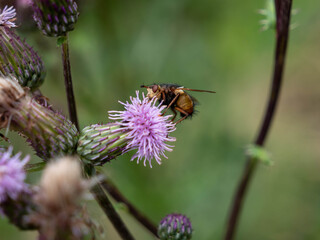 Mouche sur chardon.