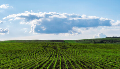 Fototapeta na wymiar Spring-time agriculture field green field and blue sky