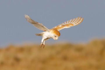 Bird of Prey - Barn Owl in flight with beautiful colours on the feathers