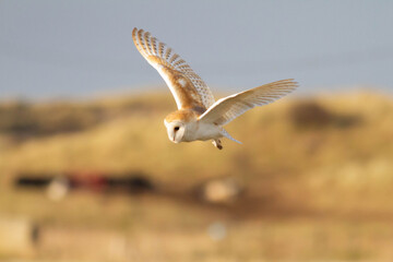 Bird of Prey - Barn Owl in flight with beautiful colours on the feathers