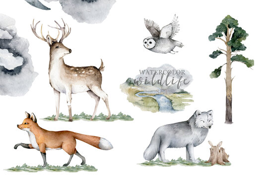 Forest animals. Realistic winter cute walking wildlife fox, deer, owl and landscape isolated illustration on white background. Vilage with wildlife. Predator, Farm © Anna Terleeva