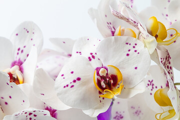 white orchids with purple dots on a white background