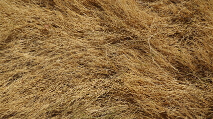 Piles of dry grass due to hot weather and lack of water, natural background