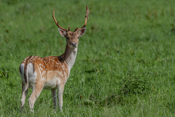Fallow deer making his way into the forest standing in the long grass