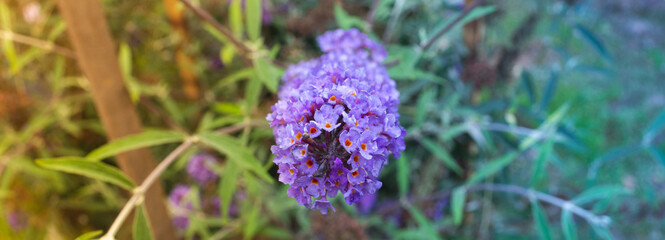 Flower for Easter. On a sunny day. Violet background. 
Shimmering in the rays.