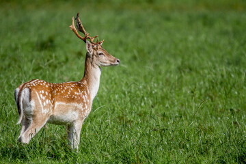 Naklejka na ściany i meble Fallow deer making his way into the forest standing in the long grass