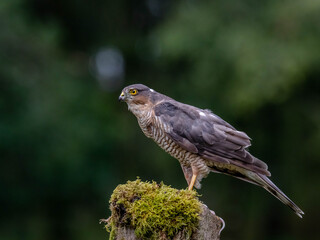 Bird of Prey - Sparrowhawk (Accipiter nisus), also known as the northern sparrowhawk or the sparrowhawk sitting on a trunk covered in moss.