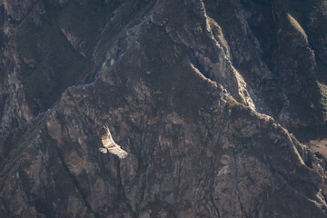 Andean condor