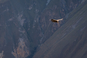 Andean condor