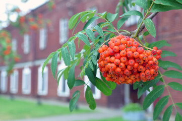 Autumn rowan berries on a branch against the background of the circular barracks of the Brest Fortress.