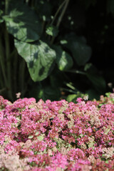 Fototapeta premium insects on blooming colorful Hylotelephium ewersii in a sunny park