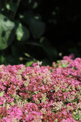 insects on blooming colorful Hylotelephium ewersii in a sunny park