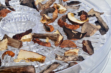 Dried mushrooms slices on food dehydrator tray.Dried porcini mushrooms