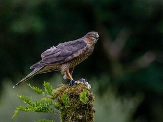 Bird of Prey - Sparrowhawk (Accipiter nisus), also known as the northern sparrowhawk or the sparrowhawk sitting on a trunk covered in moss.