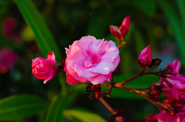 Selective focus shot of a branch of beautiful pink oleander flowers