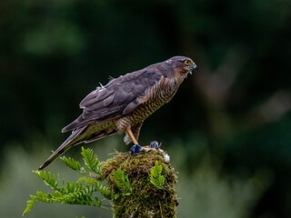 Bird of Prey - Sparrowhawk (Accipiter nisus), also known as the northern sparrowhawk or the sparrowhawk sitting on a trunk covered in moss.