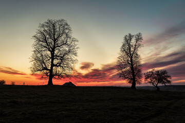 silhouettes of bare trees