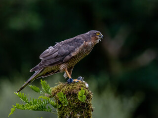 Bird of Prey - Sparrowhawk (Accipiter nisus), also known as the northern sparrowhawk or the sparrowhawk sitting on a trunk covered in moss.