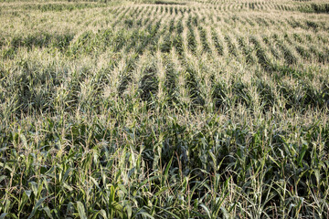 background consisting of a field where corn grows