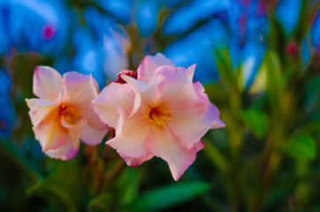 Selective focus shot of beautiful pink oleander flowers