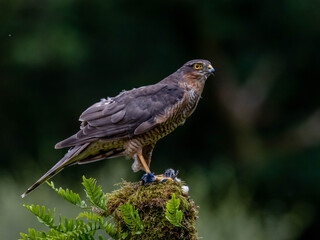 Bird of Prey - Sparrowhawk (Accipiter nisus), also known as the northern sparrowhawk or the sparrowhawk sitting on a trunk covered in moss.