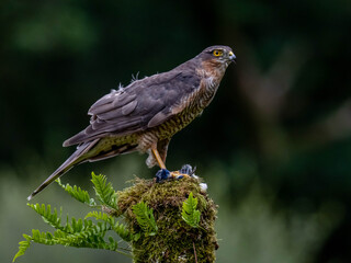 Bird of Prey - Sparrowhawk (Accipiter nisus), also known as the northern sparrowhawk or the sparrowhawk sitting on a trunk covered in moss.