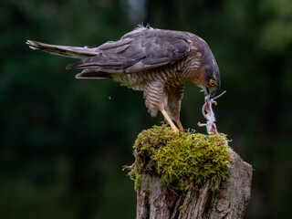 Bird of Prey - Sparrowhawk (Accipiter nisus), also known as the northern sparrowhawk or the sparrowhawk sitting on a trunk covered in moss.