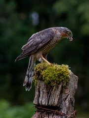 Bird of Prey - Sparrowhawk (Accipiter nisus), also known as the northern sparrowhawk or the sparrowhawk sitting on a trunk covered in moss.
