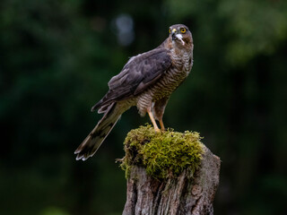 Bird of Prey - Sparrowhawk (Accipiter nisus), also known as the northern sparrowhawk or the sparrowhawk sitting on a trunk covered in moss.