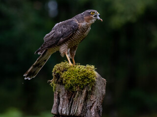 Bird of Prey - Sparrowhawk (Accipiter nisus), also known as the northern sparrowhawk or the sparrowhawk sitting on a trunk covered in moss.