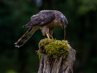 Bird of Prey - Sparrowhawk (Accipiter nisus), also known as the northern sparrowhawk or the...