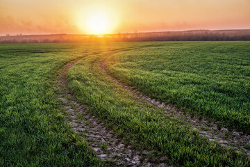 sunset over green field