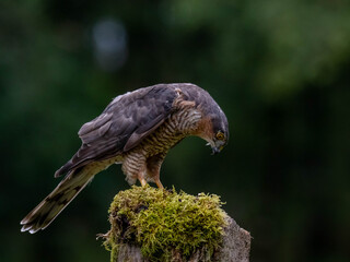 Bird of Prey - Sparrowhawk (Accipiter nisus), also known as the northern sparrowhawk or the sparrowhawk sitting on a trunk covered in moss.