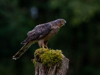 Bird of Prey - Sparrowhawk (Accipiter nisus), also known as the northern sparrowhawk or the sparrowhawk sitting on a trunk covered in moss.