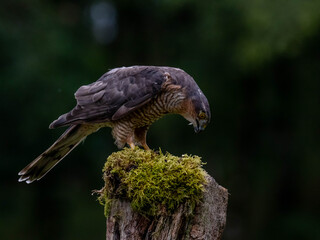 Bird of Prey - Sparrowhawk (Accipiter nisus), also known as the northern sparrowhawk or the sparrowhawk sitting on a trunk covered in moss.