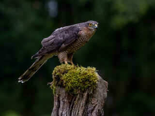 Bird of Prey - Sparrowhawk (Accipiter nisus), also known as the northern sparrowhawk or the sparrowhawk sitting on a trunk covered in moss.