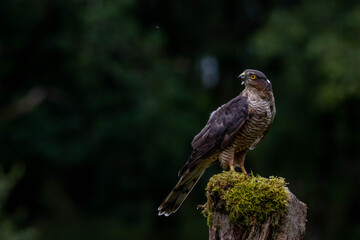 Bird of Prey - Sparrowhawk (Accipiter nisus), also known as the northern sparrowhawk or the sparrowhawk sitting on a trunk covered in moss.