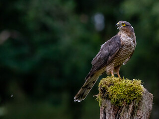 Bird of Prey - Sparrowhawk (Accipiter nisus), also known as the northern sparrowhawk or the sparrowhawk sitting on a trunk covered in moss.