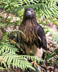 Hawk Bird Stock Photos.  Image. Portrait. Picture. Close-up profile view. Foliage background and foreground.