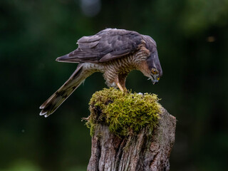 Bird of Prey - Sparrowhawk (Accipiter nisus), also known as the northern sparrowhawk or the sparrowhawk sitting on a trunk covered in moss.