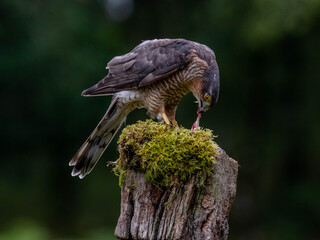 Fototapeta premium Bird of Prey - Sparrowhawk (Accipiter nisus), also known as the northern sparrowhawk or the sparrowhawk sitting on a trunk covered in moss.