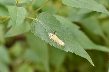 Tussock Moth Caterpillar on a leaf of Hummingbird Mint