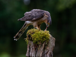 Bird of Prey - Sparrowhawk (Accipiter nisus), also known as the northern sparrowhawk or the sparrowhawk sitting on a trunk covered in moss.