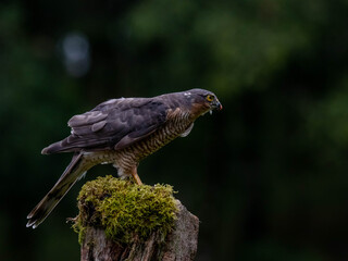 Bird of Prey - Sparrowhawk (Accipiter nisus), also known as the northern sparrowhawk or the sparrowhawk sitting on a trunk covered in moss.