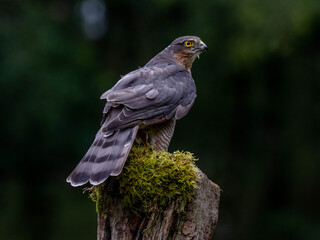 Naklejka na ściany i meble Bird of Prey - Sparrowhawk (Accipiter nisus), also known as the northern sparrowhawk or the sparrowhawk sitting on a trunk covered in moss.
