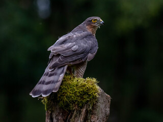 Bird of Prey - Sparrowhawk (Accipiter nisus), also known as the northern sparrowhawk or the sparrowhawk sitting on a trunk covered in moss.