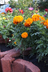 Fototapeta na wymiar orange flowers in a flower bed